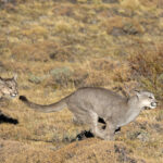 Even at the age of fifteen months Puma cubs are still very playful (image by Bernd Rohrschneider)