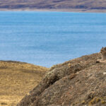 A Puma overlooks its territory in Patagonia (image by Bernd Rohrschneider)