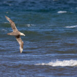 Even the Southern Giant Petrel which breeds on the Antarctic continent occurs in Punta Arenas (image by Bernd Rohrschneider)