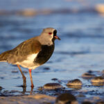 A Southern Lapwing at the shoreline only a few hundred meters from our hotel in Punta Arenas (image by Bernd Rohrschneider)