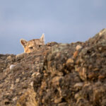 A puma is peering over the rocks in Southern Chile (image by Bernd Rohrschneider)