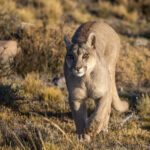A beautiful Puma is walking towards us in Patagonia (image by Bernd Rohrschneider)