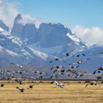 A flock of Upland Geese flying in front of the Torres del Paine massif (image by Bernd Rohrschneider)