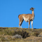 A Guanaco guard is watching out for pumas to warn his herd (image by Bernd Rohrschneider)