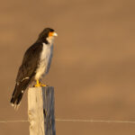 A White-throated Caracara sitting on a fence post in the last evening light (image by Bernd Rohrschneider)