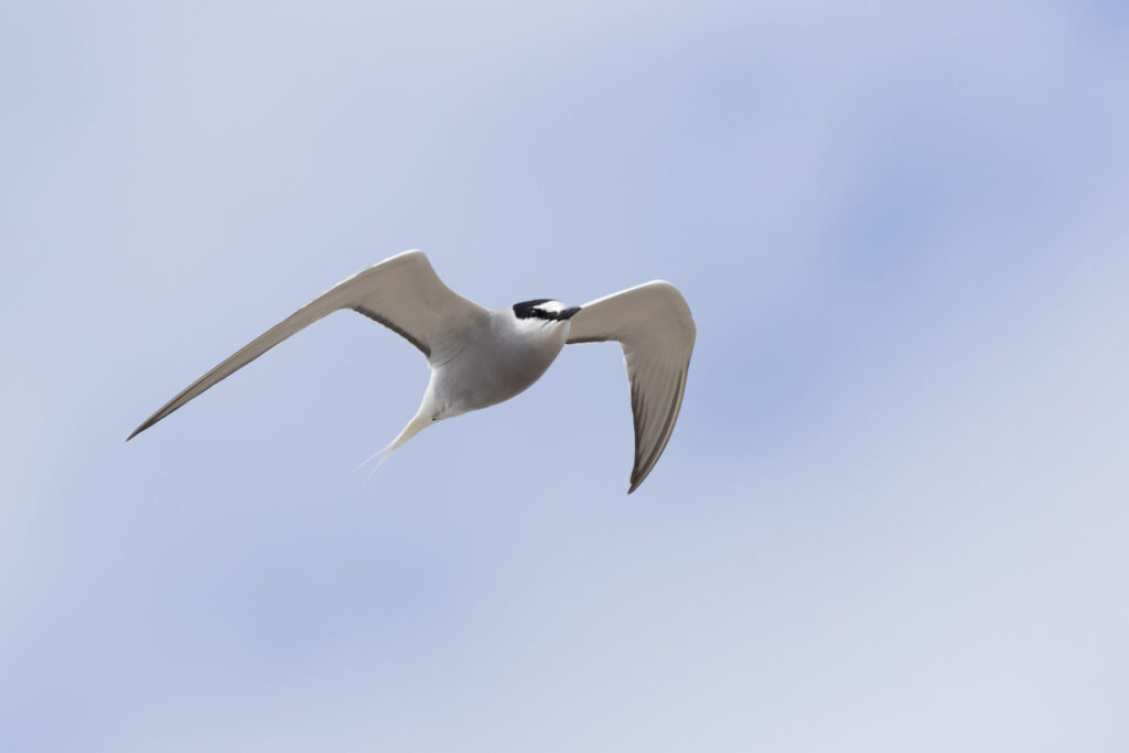Nome is the most accessible place in the world to see the declining Aleutian Tern (Image by Mike Watson)