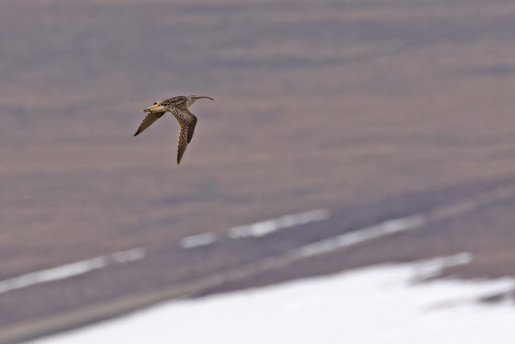 The rare Bristle-thighed Curlew in the mountains north of Nome (Image by Mike Watson)