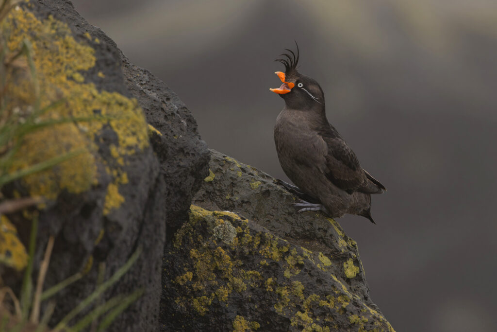 Crested Auklet, the most south-after alcid on Saint Paul Island (Image by Mike Watson)