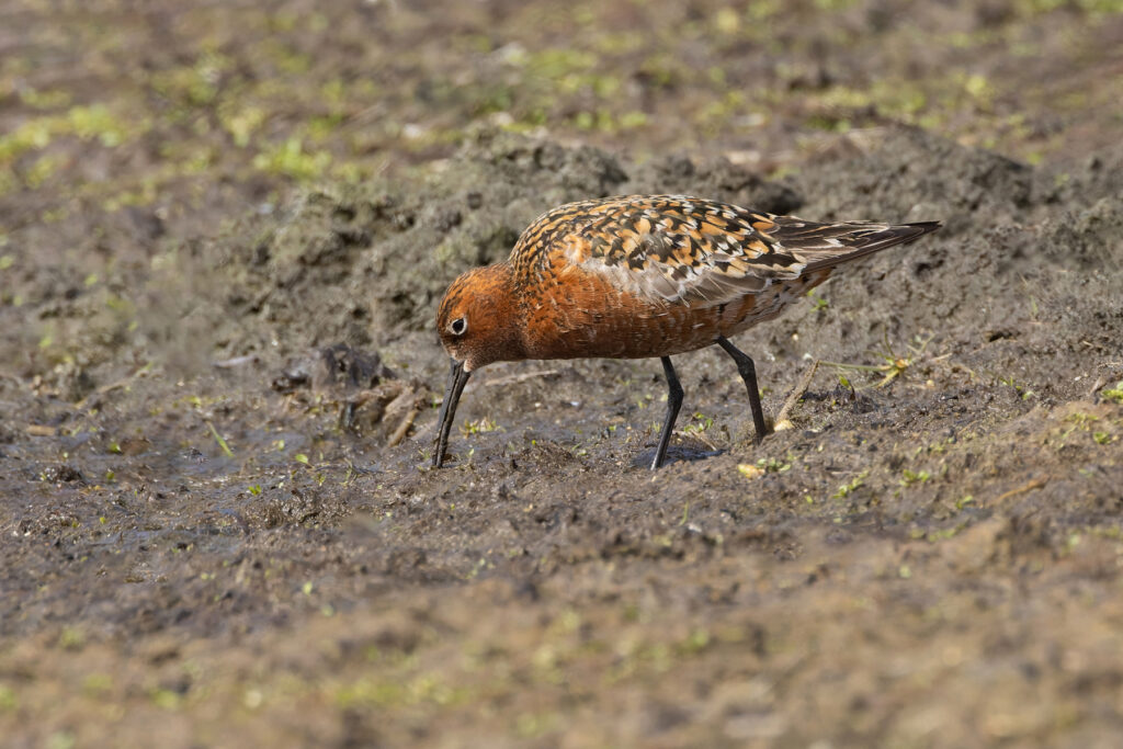 Curlew Sandpiper, in full breeding dress, a rare vagrant from Siberian (Image by Mike Watson)