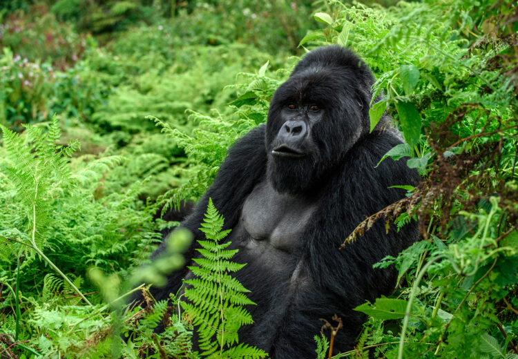 A wonderful encounter with a Silverback male Mountain Gorilla (image by Renato Granieri)