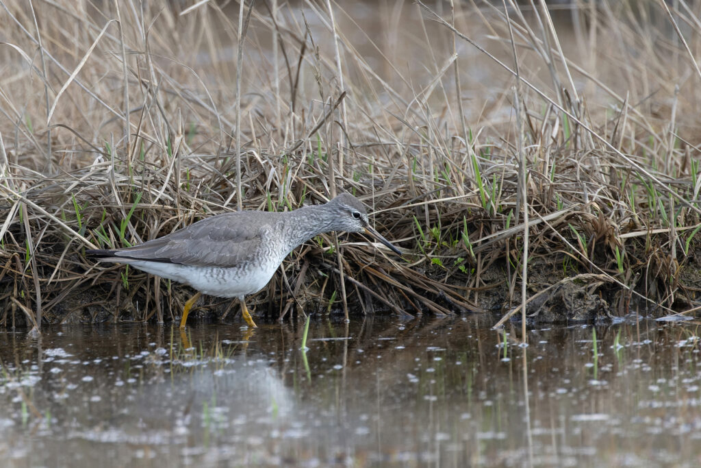 Grey-tailed Tattler, a Siberian vagrant waiting for the Last Train to Nowhere at Nome (Image by Mike Watson)
