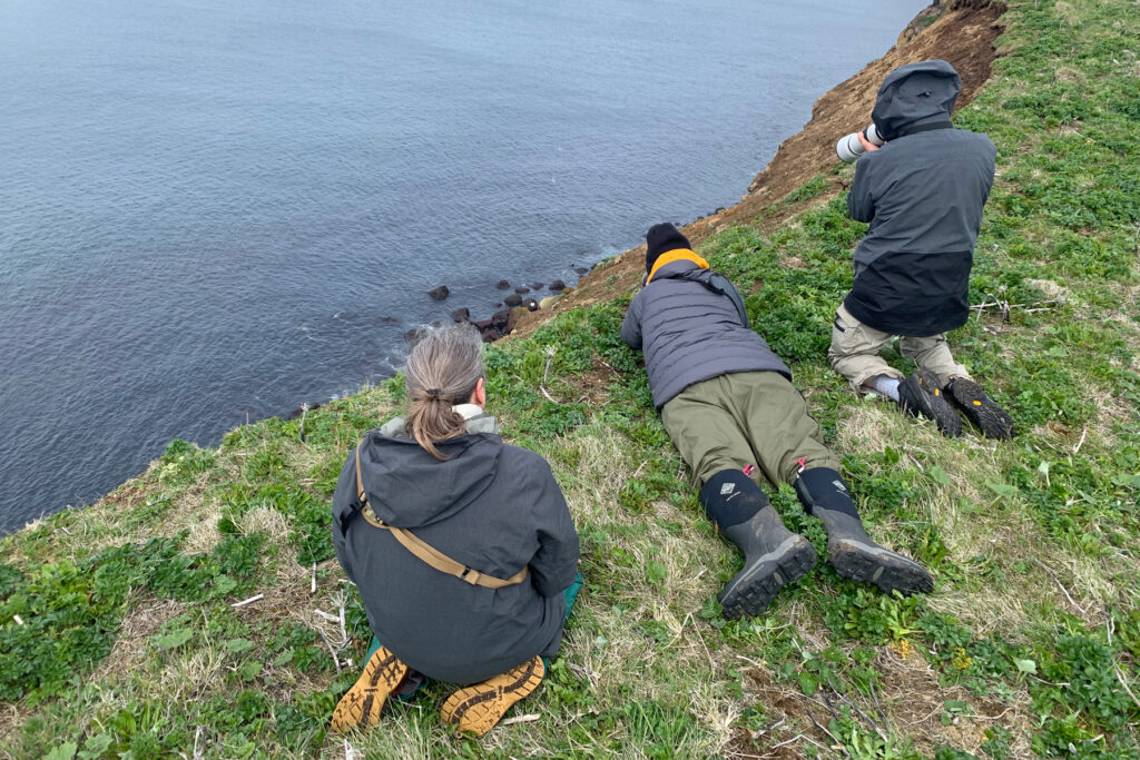 Wild Images guests shooting a Tufted Puffin at High Bluff on Saint Paul Island (Image by Mike Watson)