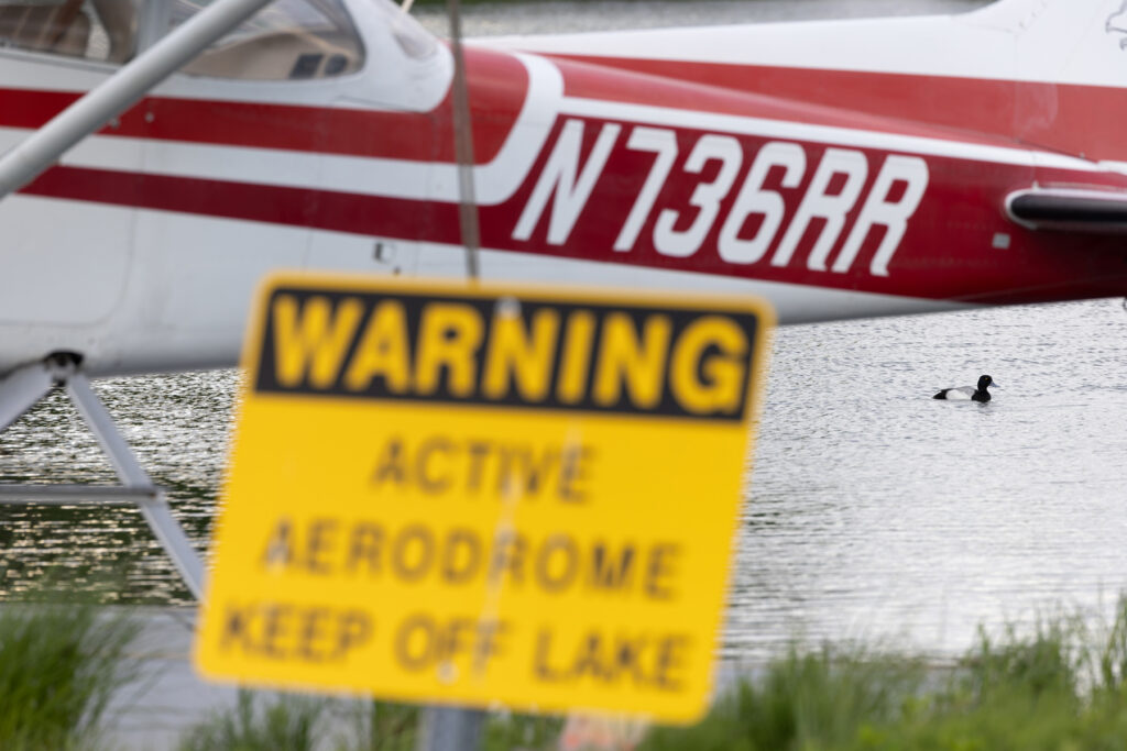 Greater Scaup trespassing at Lake Hood Aerodrome (Image by Mike Watson)
