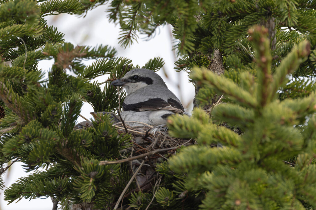 Northern Shrike nest, Nome (Image by Mike Watson)