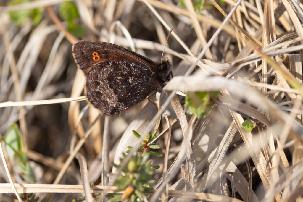 Ross’s Alpine butterfly, Nome (Image by Mike Watson)