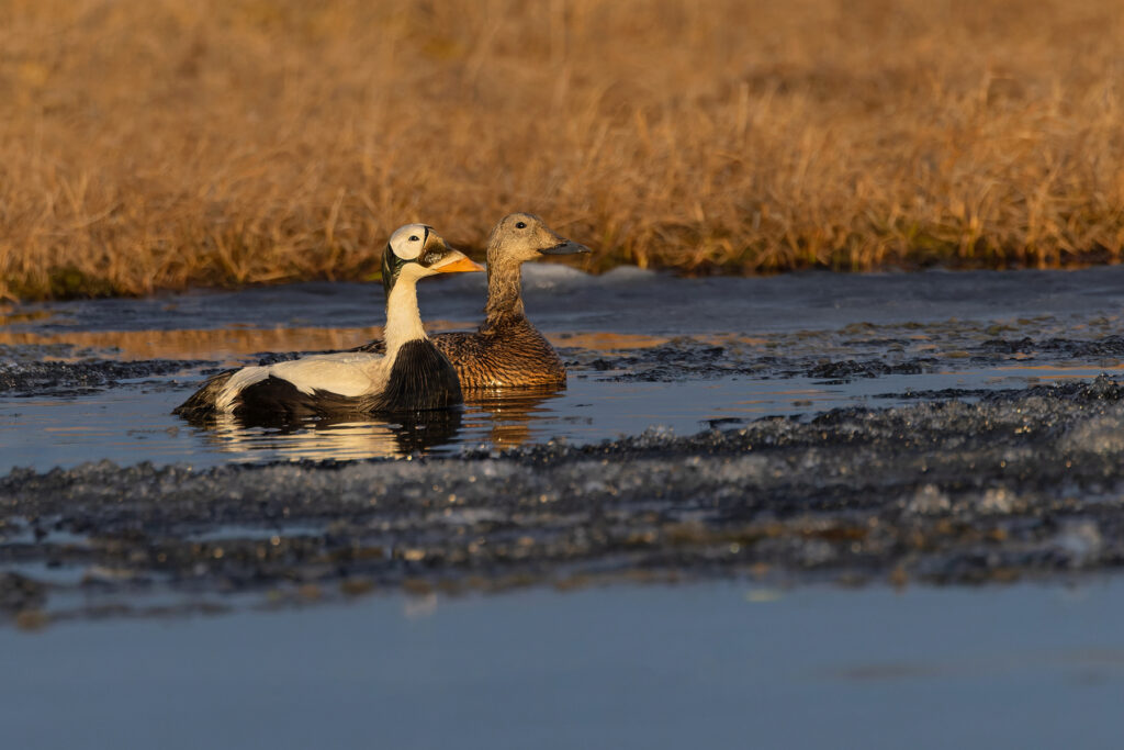 Spectacled Eider, male, Utqiagvik (Image by Mike Watson)
