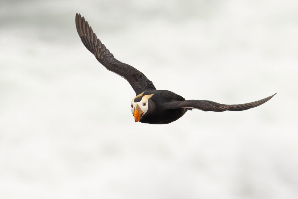 Tufted Puffin, Saint Paul Island (Image by Mike Watson)