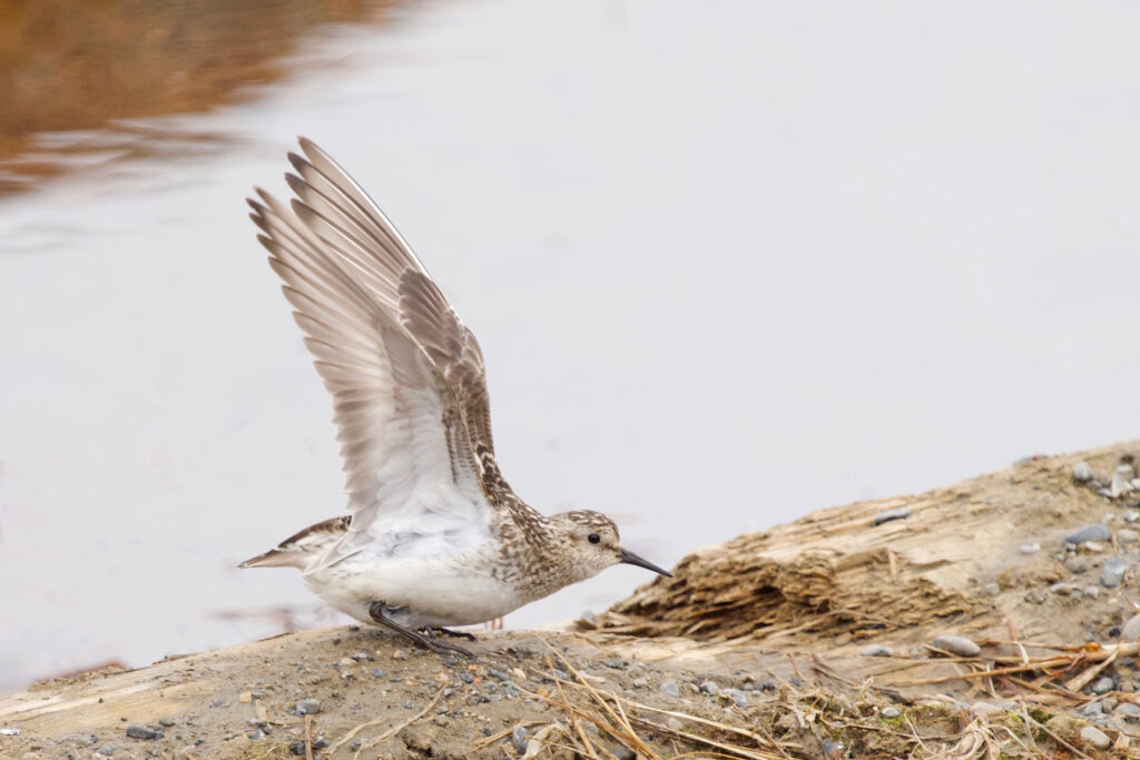 Baird’s Sandpiper is an uncommon breeding bird on the Utqiagvík tundra. Why Wild Images loves this – Joseph doesn’t mind breaking the rules with creative crops, putting the bird low in the bottom left corner (image by Joseph Priniotakis)