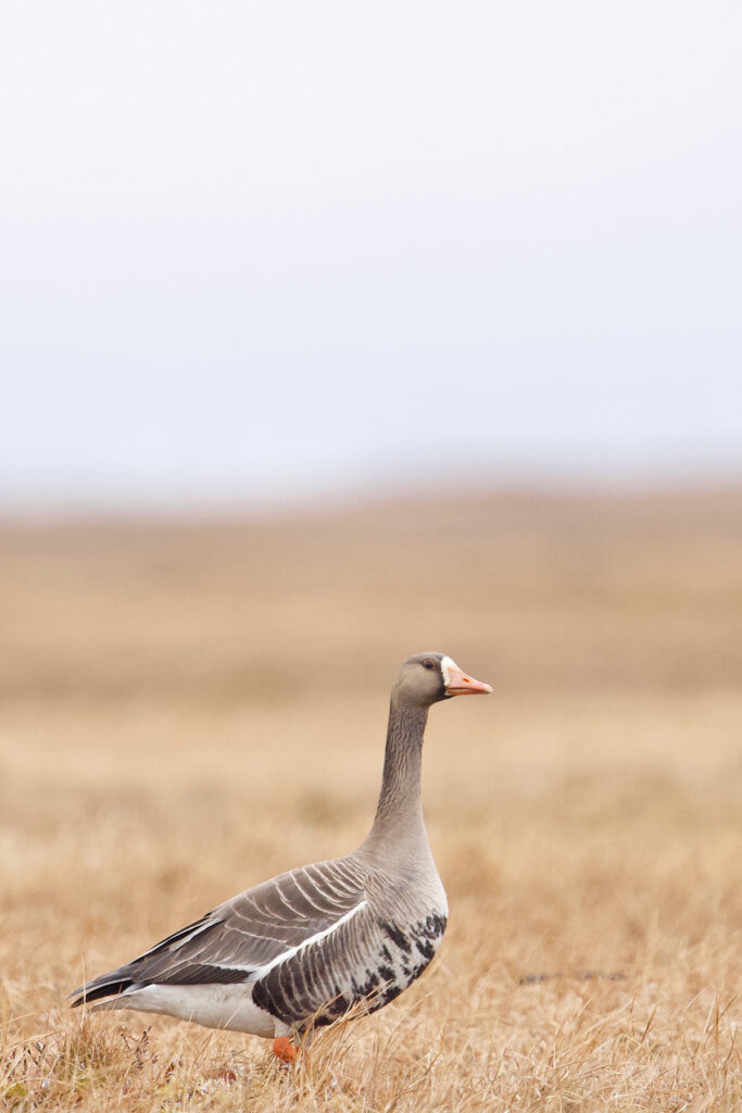 Greater White-fronted Goose, Utqiagvík. Why Wild Images loves this – this is a tricky bird to get close to as they are hunted in the Arctic, and Joseph used his fieldcraft to sneak up on it. Hunters call them Speckled Geese and we met folks collecting their eggs for food during our time at Utqiagvík (image by Joseph Priniotakis)