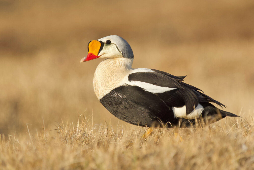 King Eider drake, Utqiagvík, Alaska. Why Wild Images loves this – A low angle sunlight image taken in the midnight sun in the High Arctic of this beauty was one of our aims on this tour and Joseph certainly achieved it. It required some patient stalking to close enough to capture this kind of detail of a truly exquisite bird (image by Joseph Priniotakis)