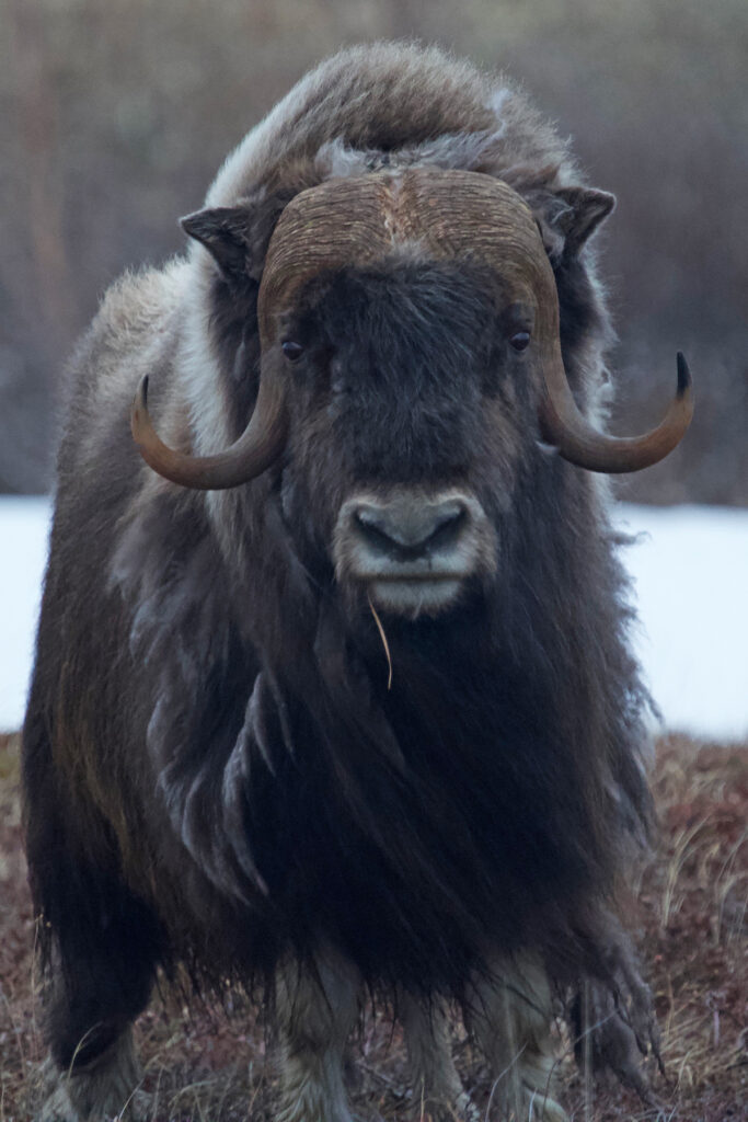 Musk Ox, Nome, Alaska. Why Wild Images loves this – Despite their benign appearance, Musk Ox can be a very dangerous animal if provoked. Fortunately, this one was quite relaxed in Joseph’s presence, enough for him to fill the frame with it for a nice portrait (image by Joseph Priniotakis)