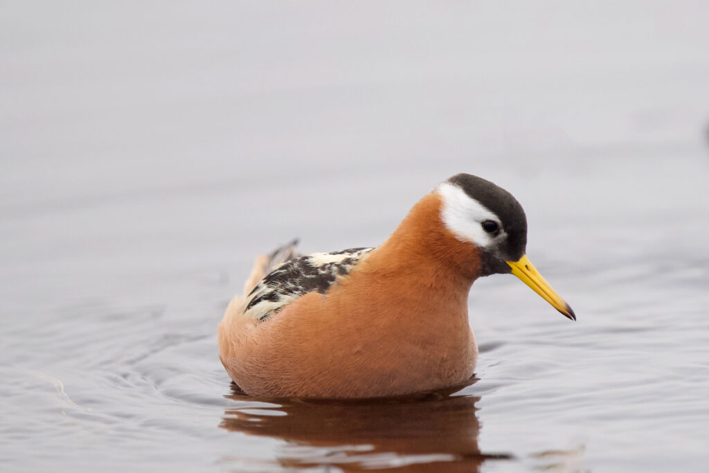 Red Phalarope, Utqiagvík, Alaska. Why Wild Images loves this – Constantly spinning and hurrying around the tiny tundra pools at the height of their courtship, it was not easy to get one without a lot vegetation in the frame but Joseph has managed it quite nicely here (image by Joseph Priniotakis)