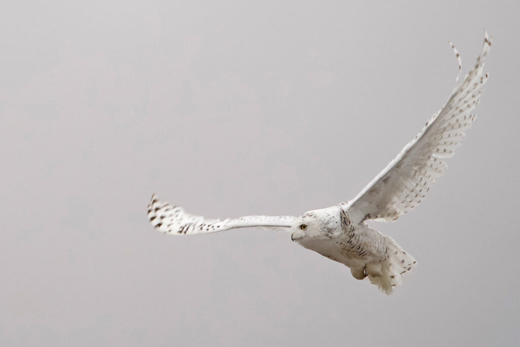 Snowy Owl in flight, Utqiagvík, Alaska. Why Wild Images loves this – again it was tricky to get close to this Snowy Owl and then be quick enough to capture the flight shot when it exploded from its post (image by Joseph Priniotakis)