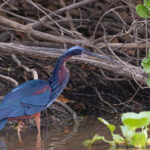 Agami Heron – the ‘hummingbird heron’ at SouthWild Santa Tereza (image by Mike Watson)
