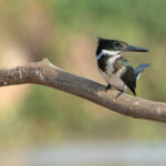 Amazon Kingfisher is one of five kingfisher species we see on this tour (image by Mike Watson)
