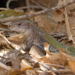 Amazonian Whiptail lizard by our chalets at Pouso Alegre (image by Mike Watson)