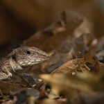 Amazonian Whiptail (also known as Giant Ameiva) at Pouso Alegre (image by Mike Watson)