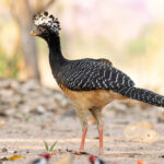Bare-faced Curassow on a carpet of Yellow-billed Cardinals at Pouso Alegre (image by Mike Watson)