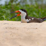 A close-up look at the weird bill of a Black Skimmer (image by Mike Watson)