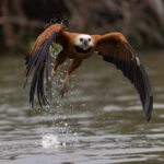 Black-collared Hawk flight photography is a speciality of Santa Tereza Lodge (image by Mike Watson)