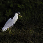 Boat-billed Herons are mostly nocturnal feeders, when they emerge from the shadows of the riverbank trees (image by Mike Watson)