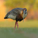 Buff-necked Ibises can be ridiculously tame along the Transpantaneira (image by Mike Watson)