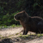 Capybara, the world’s largest rodent (image by Mike Watson)