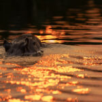 Capybara sunset. It was tricky to line this one up with what little sunset reflections there were one evening (image by Mike Watson)