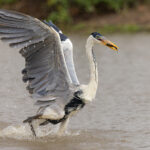 Cocoi Herons cam be trained to perform for a fish supper too (image by Mike Watson)