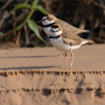 Smart Collared Plovers on the riverbank out of Porto Jofre (image by Mike Watson)