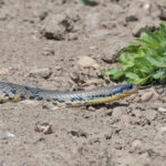 A huge False Water Cobra crossing the Transpantaneira. Marlon did well not to run it over! (image by Mike Watson)