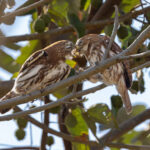 Ferruginous Pygmy Owl love at Pouso Alegre (image by Mike Watson)