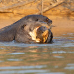 Giant Otters carry their cubs in their mouths (image by Mike Watson)