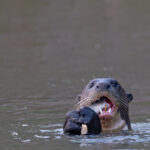 Yo Sushi! Giant Otter breakfast on the Rio Piquiri (image by Mike Watson)