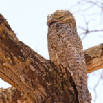 This Giant Potoo is actually sitting on what it calls a nest, basically a balancing act on a branch (image by Mike Watson)