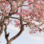 Great Black Hawk and Pink Ipe tree (image by Mike Watson)