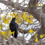 Great Black Hawk in a Yellow Ipe tree (image by Mike Watson)
