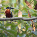 Green-and-rufous Kingfisher is the hardest to see of the Pantanal’s five kingfisher species (image by Mike Watson)