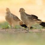 Awkward Guira Cuckoos putting the camera’s flipscreen to good use (image by Mike Watson)