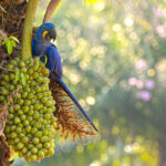 Hotel Pantanal Norte, at Porto Jofre is known for its easy-to-see Hyacinth Macaws (image by Mike Watson)
